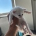 Ücretsiz sahiplendirme fotoğraf