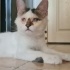 ✨ Mucize Kedi Leo Acil Acil Yuva Arıyor ! ✨ fotoğraf