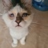 ✨ Mucize Kedi Leo Acil Acil Yuva Arıyor ! ✨ fotoğraf