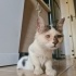 ✨ Mucize Kedi Leo Acil Acil Yuva Arıyor ! ✨ fotoğraf