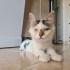 ✨ Mucize Kedi Leo Acil Acil Yuva Arıyor ! ✨ fotoğraf