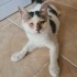✨ Mucize Kedi Leo Acil Acil Yuva Arıyor ! ✨ fotoğraf