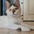 ✨ Mucize Kedi Leo Acil Acil Yuva Arıyor ! ✨ fotoğraf