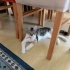 KAYIP İZMİR /KONAK/ EŞREFPAŞA ACİLLL KAYIPP fotoğraf