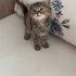 Yavru kedi acil yuva arıyoruz fotoğraf
