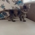 Yavru kedi acil yuva arıyoruz fotoğraf