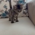 Yavru kedi acil yuva arıyoruz fotoğraf