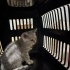 2 Aylık Dişi Silver British Shorthair fotoğraf