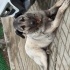 Sadık alan koruyan iyi bir köpek