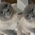 Şimşek yuva arıyor fotoğraf