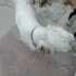 PONÇİĞİMİZE YUVA ARIYORUZ :) fotoğraf