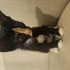 Lola, calico bir bebek, yuva arıyoruz fotoğraf