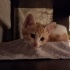 Çok cana yakın masum oyun oynamayı seven bir kedi fotoğraf