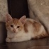 Çok cana yakın masum oyun oynamayı seven bir kedi fotoğraf