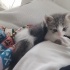 Oyuncu kendini sevdiren sağlıklı yavru kedi fotoğraf