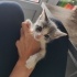 Oyuncu kendini sevdiren sağlıklı yavru kedi fotoğraf
