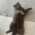 ACİL SAHİPLENDİRİLMESİ LAZIM!!! fotoğraf