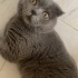 ACİL SAHİPLENDİRİLMESİ LAZIM!!! fotoğraf