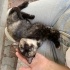 Sakiin bir kucak kedisi, 2. Kedi olabilir fotoğraf