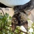Sakiin bir kucak kedisi, 2. Kedi olabilir fotoğraf