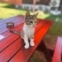 Sevimli cana yakın bebek fotoğraf
