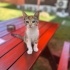 Sevimli cana yakın bebek fotoğraf