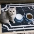 BRİTİSH SAHİPLENDİRME fotoğraf