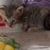 YAVRU KEDİLER 4TANE fotoğraf