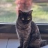 Tatlı sert kız Cins kedi sevenler buradamı