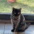 Tatlı sert kız Cins kedi sevenler buradamı fotoğraf