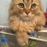 10.09.2025 British longhair ücretsiz olarak sahiplendirmek. fotoğraf