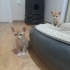 Acil yuva aranıyor fotoğraf