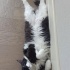 Smokin Kedi Mia Acil Sahiplendirilecek Yuva Arıyor 🌸 fotoğraf