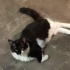 Smokin Kedi Mia Acil Sahiplendirilecek Yuva Arıyor 🌸 fotoğraf