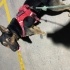 Güçlü dinamik zeki  kurt köpeği fotoğraf