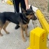 Güçlü dinamik zeki  kurt köpeği fotoğraf