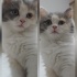 2 aylik yavru kedi fotoğraf