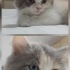 2 aylik yavru kedi fotoğraf