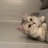 dost canlısı bir ev cini fotoğraf