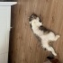 Sakin dünyalar tatlısı bir erkek fotoğraf