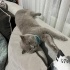 Acil yuva arıyoruz fotoğraf