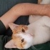 Tüm eşyaları ve aşıları tam kedi fotoğraf