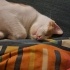 Tüm eşyaları ve aşıları tam kedi fotoğraf
