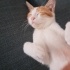 Tüm eşyaları ve aşıları tam kedi fotoğraf