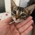 Annesiz 1.5 aylık yavru kedi fotoğraf