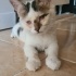 ✨ Mucize Kedi Leo Acil Acil Yuva Arıyor ! ✨ fotoğraf
