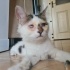 ✨ Mucize Kedi Leo Acil Acil Yuva Arıyor ! ✨ fotoğraf