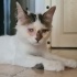 ✨ Mucize Kedi Leo Acil Acil Yuva Arıyor ! ✨ fotoğraf