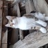 TATLI YAVRU KEDİ fotoğraf