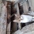 TATLI YAVRU KEDİ fotoğraf
